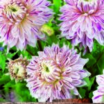 Dahlia Dinnerplate Bulb/Tuber 'Avignon'  WPC Prins Summer Bulb/Tuber x1