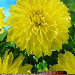Dahlia Special Dinner Plate Decorative 'Kelvin Floodlight' Prins Bulb/Tuber