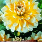 Dahlia Bulb/Tuber Decorative 'Seattle' WPC Prins Quality Summer Bulbs