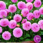 Dahlia Pom Pom Stolze von Berlin WPC Prins Summer Bulbs & Tubers