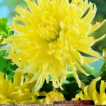 Dahlia Cactus 'Yellow Star' Quality WPC Prins Summer Bulb /Tuber