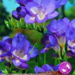 Freesia Corms Blue WPC Prins Quality Bulbs & Tubers Pack x20