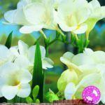 Freesia White WPC Prins Summer Garden Bulbs & Tubers Pack x20