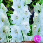 Gladioli White 'Prosperity' Summer Flowering Bulbs WPC Prins Pack x10