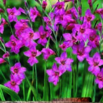Gladiolus Primulinus Gladioli 'Byzantinus' Quality Summer Bulbs Pack x10