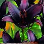 Lily Bulbs 'Landini' Lilium Asiatic WPC Prins Bulbs/Tubers Pack x2