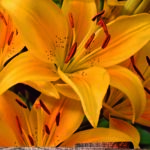 Lilium Asiatic Lily 'Madras' WPC Prins Bulbs/Tubers Pack x2