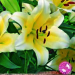Tree Lily Lilium 'Conca D 'Or' WPC Prins Bulbs/Tubers Pack x2