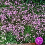 Gypsophila Pink Paniculata (Bristol Fairy) Perennial WPC PrinsRoot/Tuber Pack x2