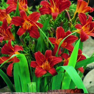 Hemerocallis Red (Day Lily) Perennial Garden Root/Tuber Summer Flowering