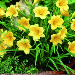Hemerocallis (Day Lily) Stella D'or WPC Prins Quality Bulb/Tuber Pack x1