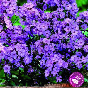 Phlox Paniculata 'Blue' Perennial Plant Root/Tuber Summer Flowering Bare root