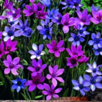 Babiana Stricta Mixed (Baboon Flower) Summer Bulbs Pack x10