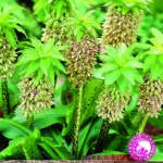 Eucomis Bicolour (Pineapple lily) WPC Prins Quality Summer Bulbs Pack x1