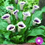 Zantedeschia 'Picasso' Calla Lily Summer Flowering Bulb/Tuber