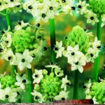 Ornithogalum Arabicum' WPC Prins Quality Bulbs/Tubers Pack x3