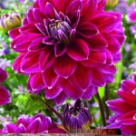 Dahlia Bulb/Tuber Decorative 'Maldini' Quality WPCPrins Summer Bulbs