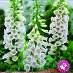 Digitalis (Foxglove) 'Virtuoso White' Bareroot / Bulbs/ Tubers Perennial Pack x1