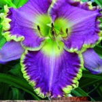 Hemerocallis (Day Lily) 'Darla Anita Quality Bulb/Tuber Pack x1