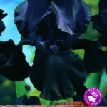 German Iris Germanica 'Black Dragon' (Bearded Iris) Rhizome WPC Prins Pack x1