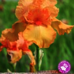 German Iris Germanica 'China Dragon' (Bearded Iris) Rhizome WPC Prins Pack x1