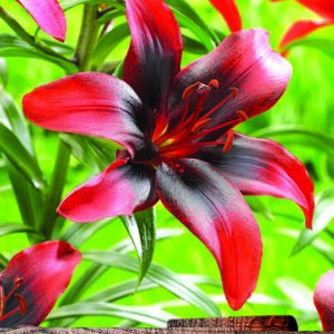 Lilium Asiatic Lily 'London Heart' WPC Prins Bulbs/Tubers Pack x2