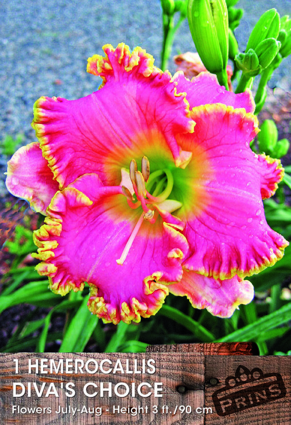 Hemerocallis (Day Lily) 'Diva's Choice' Quality Bulb/Tuber Pack x1