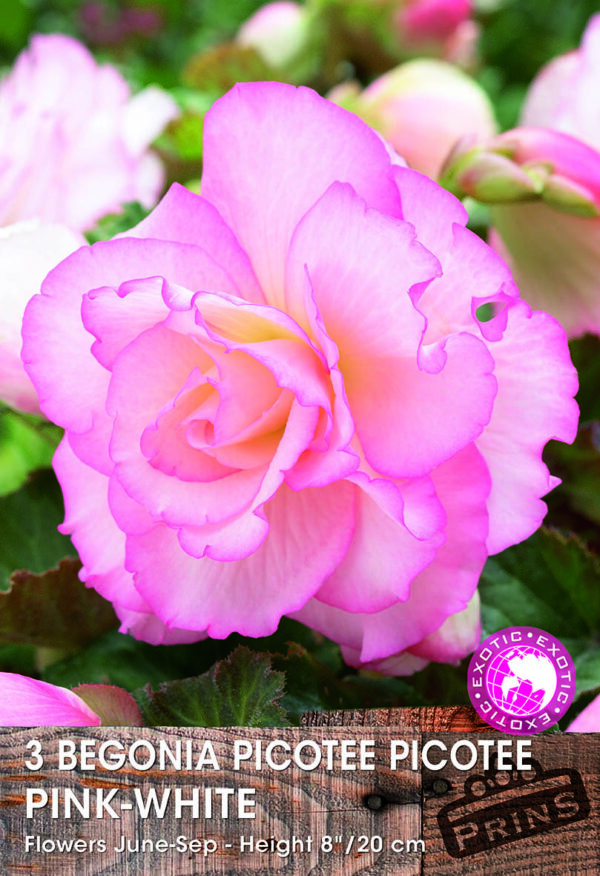 Begonia 'Picotee' Pink-White WPC Prins Quality Bulbs/Tubers Pack x3