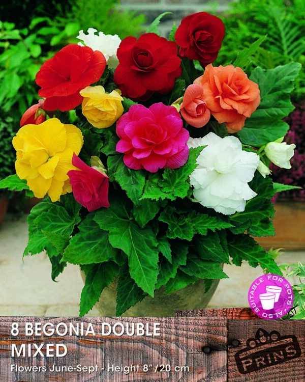 Begonia 'Double Mixed' WPC Prins Quality Bulbs/Tubers Value Pack x8 Bulbs