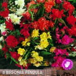 Begonia 'Pendula Mixed' WPC Prins Quality Bulbs/Tubers Value Pack x8 Bulbs
