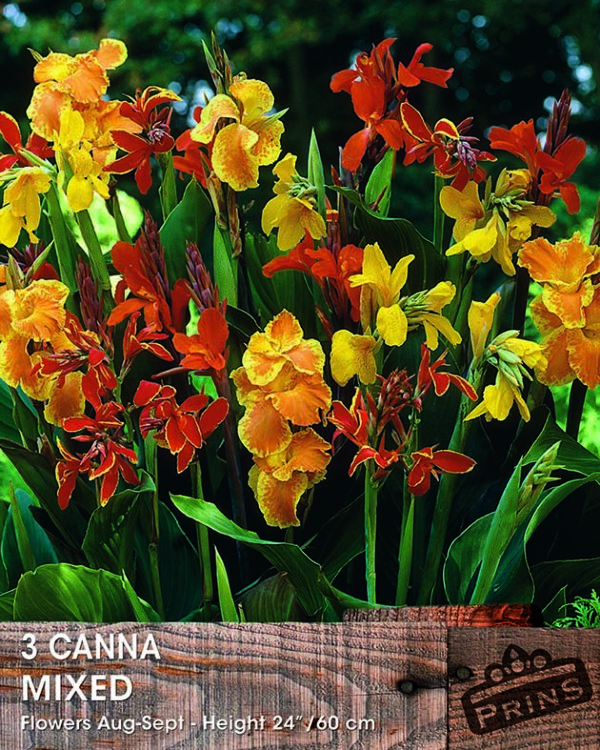 Canna Lily 'Mixed' WPC Prins Summer Bulbs/Tuber Saver Pack x3