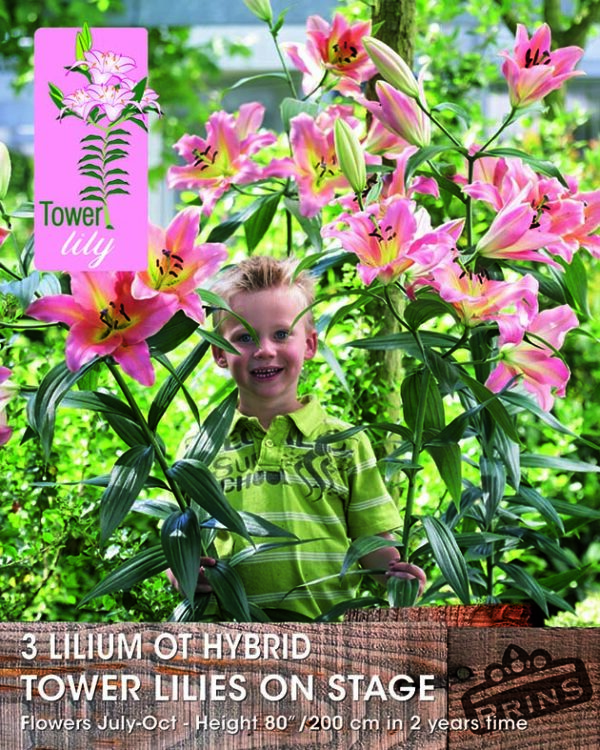 Tower / Skyscraper Lily 'On Stage' WPC Prins Bulbs & Tubers Pack x3