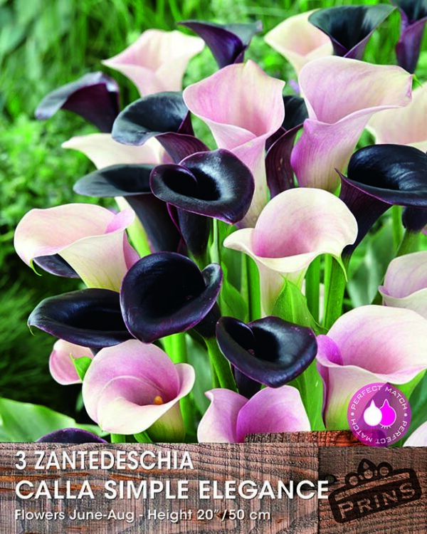 Calla Lily Bulbs 'Elegance' Pink/Black Mix WPC Prins Bulbs & Tubers Pack x3