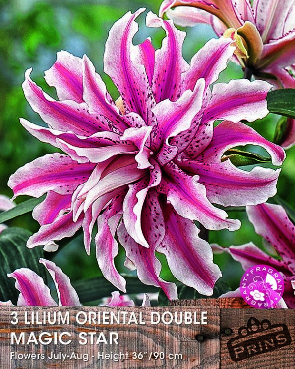 Double Flowering Lillium Lily ''Magic Star'' WPC Prins Quality Bulbs/Tubers Pack x3
