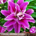 Double Flowering Lillium Lily ''Sweet Rosy'' WPC Prins Quality Bulbs/Tubers Pack x3