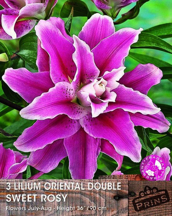Double Flowering Lillium Lily ''Sweet Rosy'' WPC Prins Quality Bulbs/Tubers Pack x3