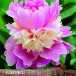 Peony Paeonia Lactiflora 'Sorbet' Bare Root Perennial Pack x1