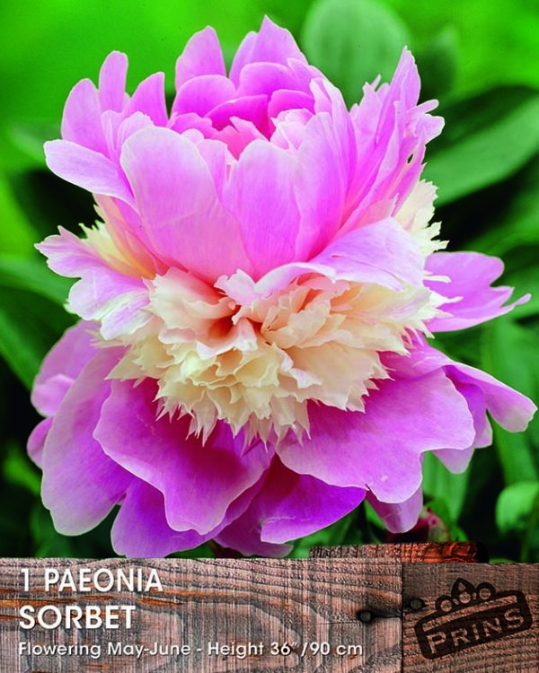 Peony Paeonia Lactiflora 'Sorbet' Bare Root Perennial Pack x1