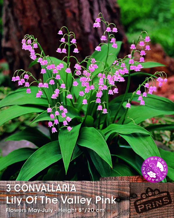 Convallaria 'Lily of the Valley' PINK Flowering Perennial Pack 3 Bulb/Roots