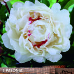 Peony Paeonia 'Festiva Maxima' Bareroot Perennial