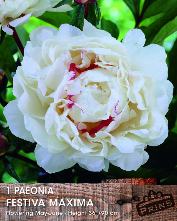 Peony Paeonia 'Festiva Maxima' Bareroot Perennial