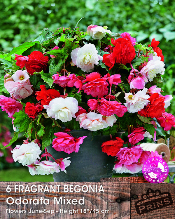 Begonia Fragrant 'Odorata Mixed' WPC Prins Bulbs/Tubers Value Pack x6 Bulbs