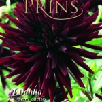 Dahlia 'Trebbiano' Special Decorative Decorative Prins Bulb/Tuber