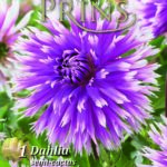 Dahlia Bulb/Tuber Semi-Cactus 'Table Dancer' Quality WPC Prins Summer Bulbs