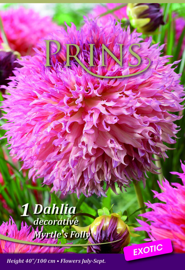Dahlia Bulb/Tuber Decorative 'Myrtle's Folly' WPC Prins Quality Summer Bulbs