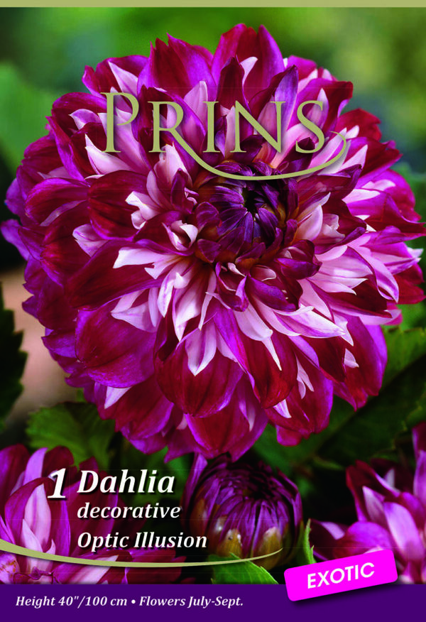 Dahlia Bulb/Tuber Decorative 'Optic Illusion' WPC Prins Quality Summer Bulbs