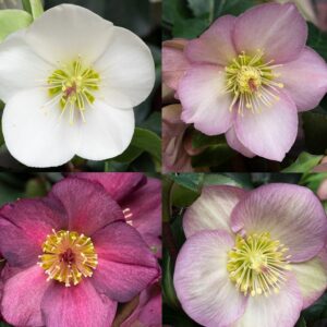 Helleborus Orientalis Mixed Perennial LARGE Plug Plants Pack x3