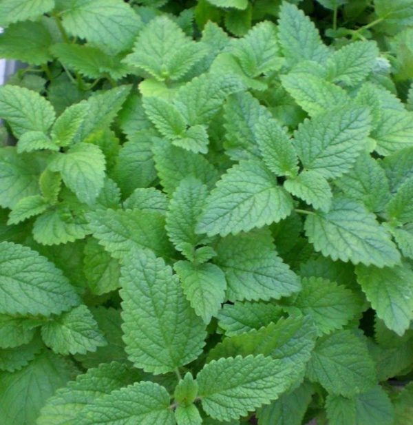 Mentha / Mint 'Lemon Mint' Garden Herb Plug Plants Pack x6