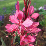 Gaura 'Bellezza Dark Pink’ Perennial Garden Flowering Plug Plants Pack x6