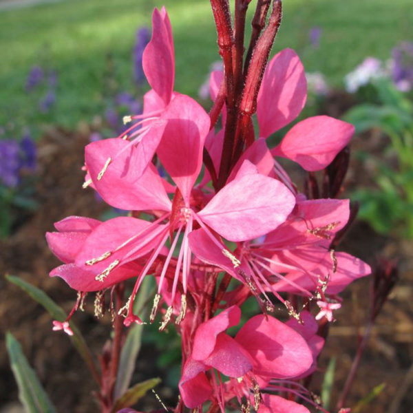 Gaura 'Bellezza Dark Pink’ Perennial Garden Flowering Plug Plants Pack x6